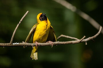 Southern masked weaver begins extending wings