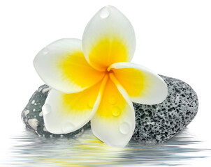 Fototapeta na wymiar fleur de frangipanier sur galets avec reflets 