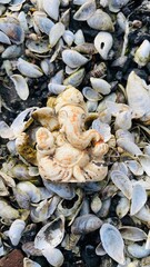 oysters on the beach