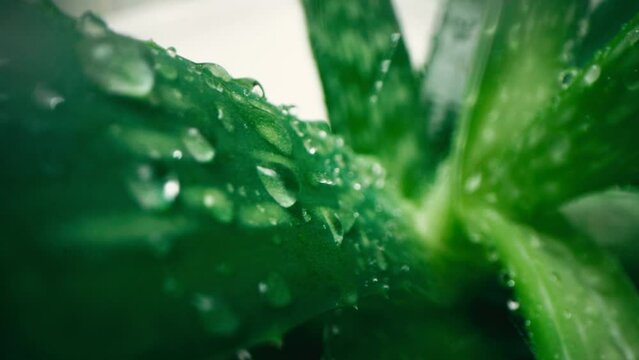 Rosette of aloe vera, rain or rain water drops, fresh succulent green plant, wet leaves, rain drops or drops. California succulent flora spring morning. Moisturizing cosmetics