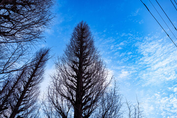 冬の空と木