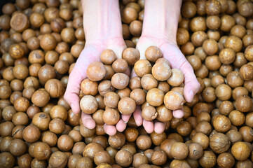 macadamia nuts on hand, fresh natural shelled raw macadamia nuts in a full frame, close up pile of roasted macadamia nut