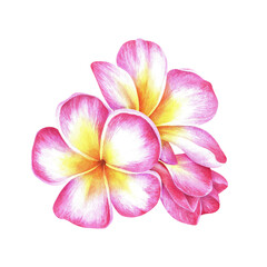 Composition of plumeria flowers. Frangipani. Watercolor botanical illustration. Isolated on a white background. For packaging design of cosmetics, perfume. Greeting cards, travel brochures, stickers