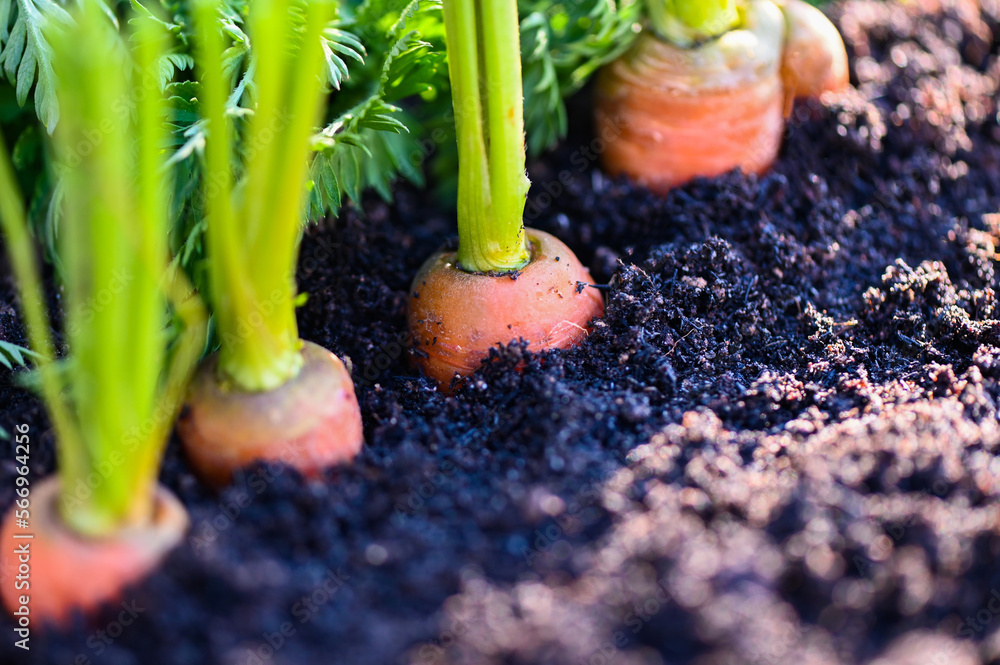 Wall mural carrots growing in the soil organic farm carrot on ground , fresh carrots growing in carrot field ve