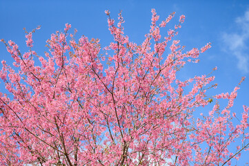Wild Himalayan Cherry Blossom beautiful pink cherry blossoming flower branches on nature outdoors. Pink Sakura flowers of Thailand, dreamy romantic image spring, landscape