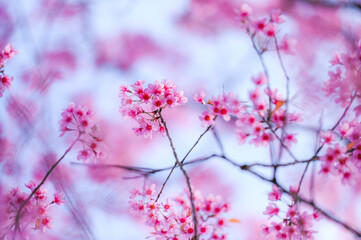 Wild Himalayan Cherry Blossom beautiful pink cherry blossoming flower branches on nature outdoors. Pink Sakura flowers of Thailand, dreamy romantic image spring, landscape