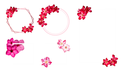 Flowers composition. Frame made of impala Lily flowers Isolated on PNG transparent background. Creative layout with flowers and copy space card note. Flat lay. top view. Nature concept. 