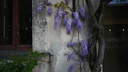Detail of a bush with blooming purple wisteria 