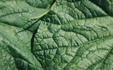 Naklejka na ściany i meble The structure of a kind of green leaf