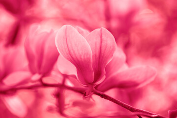 Blossoming magnolia flowers. Springtime. Nature pink flowers background