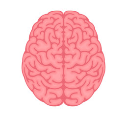 Illustration of human brain	 / png, no background