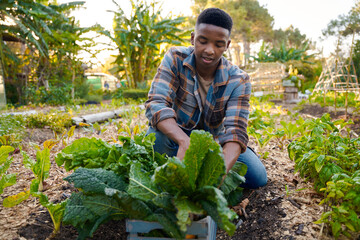 Young black man in checked shirt while harvesting plants in vegetable garden at plant nursery