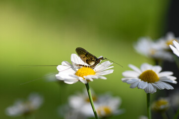 Mayfly ( Ephemeroptera ) on a flower in green nature