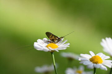 Mayfly ( Ephemeroptera ) on a flower in  nature