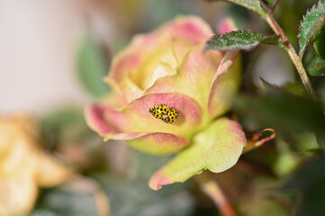 Fototapeta na wymiar Two yellow ladybugs mating on a rose