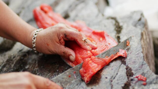 Cutting, cleaning, and gutting a wild salmon with a knife. An indigenous first nations woman processing a salmon with traditional methods after fishing on a river.
