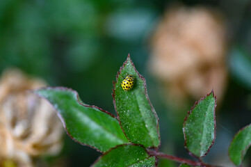 Yellow Ladybird with black  points on a leaf in green nature