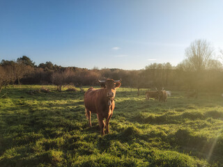 landscape of a galician cow grazing in a meadow looking at the camera