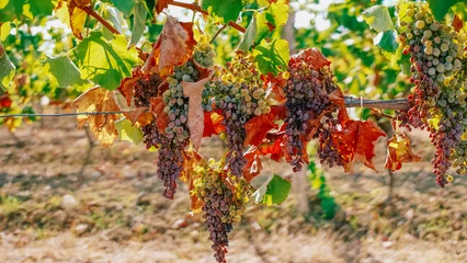 Fotobehang drought in France leads to grape harvest failure © sports photos