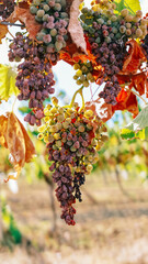 drying grapes in France due to abnormal heat