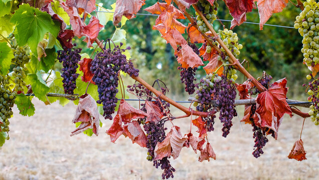 abnormal drought in France grape harvest failure