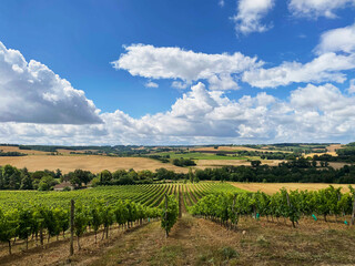grape fields in france grown according to organic farming - obrazy, fototapety, plakaty