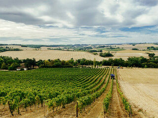 Fototapeta na wymiar grape harvest on farm fields in France