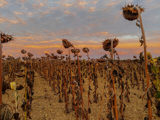 field dry sunflowers on background of sunset