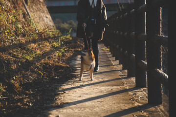 飼い主と散歩する柴犬