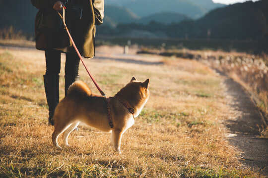 飼い主と散歩する柴犬