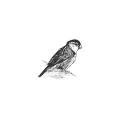 Sparrow bird sketch Hand drawn isolated on white background