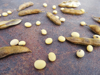 Soybean harvest, harvested seeds in pods, ripe soybean plants, background image