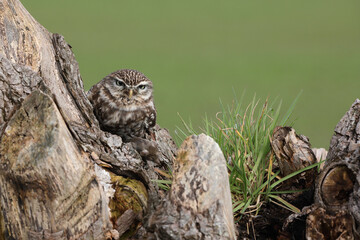 A portrait of a Little Owl with a mouse it caught in its talons
