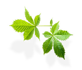 Zwei_Kastanienblätter_01