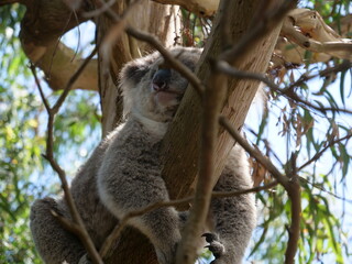 A Koala sleeping in a eucalyptus tree