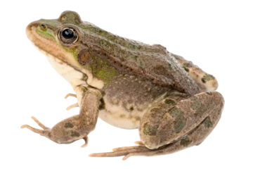 Tuinposter frog transparent background © gilles lougassi