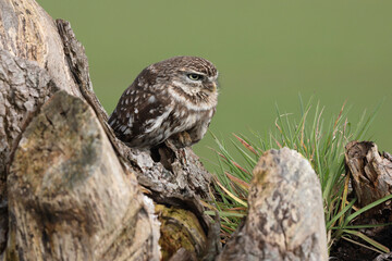 A portrait of a Little Owl on top of a willow
