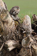 A portrait of a Little Owl on top of a willow
