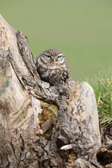 A portrait of a Little Owl with a mouse it caught in its talons
