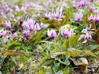 カタクリの花, Katakuri, Dogtooth violet