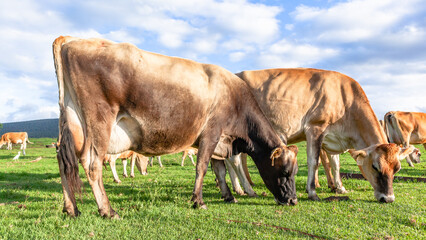 Dairy Farm Jersey Cattle Close-Up Cows In Meadow Grazing Agriculture Farming Landscape