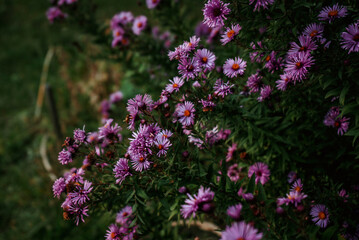 bright purple flowers chrysanthemums among the greenery, dark natural floral background