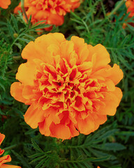 A bright orange marigold flower top view closeup on green foliage background.