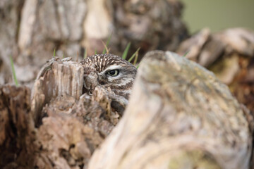 A portrait of a Little Owl hidden on top of a willow peeking at the photographer
