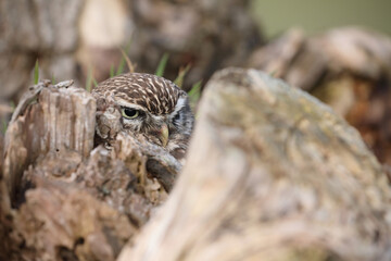 A portrait of a Little Owl hidden on top of a willow
