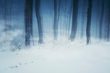 snowy winter woods, fantasy landscape