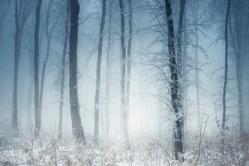 winter forest with snow covered trees in mist