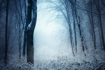 fantasy winter forest background with frozen trees in fog