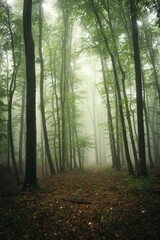 Fototapeta na wymiar green woods path, natural landscape