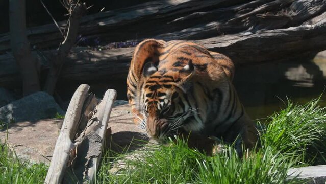 The tiger eats young green grass. Natural habitat of tigers. Wild cat. Tiger in the wild. Avitaminosis in animals or cats.